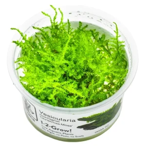 Vesicularia montagnei 'Christmas Moss' mousse facile d'aquarium – Aquarez, votre boutique spécialisée en aquascaping et aquariophilie d'eau douce