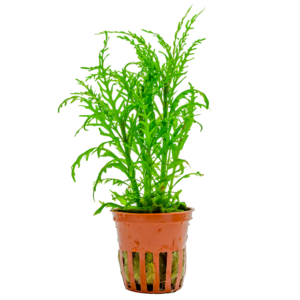 Hygrophila odora 'Difformis' est une plante aquatique – Aquarez, votre boutique spécialisée en aquascaping et aquariophilie d'eau douce