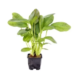 Echinodorus 'Ozelot' XL est une plante d'aquarium – Aquarez, votre boutique spécialisée en aquascaping et aquariophilie d'eau douce