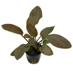 lagenandra meeboldii red plante aquatique facile et colorée – Aquarez, votre boutique spécialisée en aquascaping et aquariophilie d'eau douce