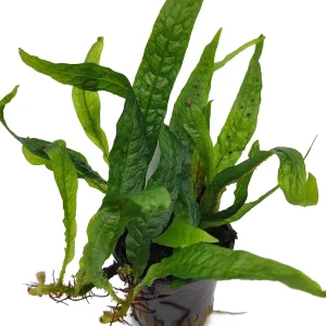 microsorum pteropus green gnome plante aquarium – Aquarez, votre boutique spécialisée en aquascaping et aquariophilie d'eau douce