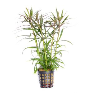 pogostemon stellatus plante aquarium – Aquarez, votre boutique spécialisée en aquascaping et aquariophilie d'eau douce
