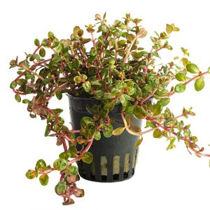 rotala yao yai plante aquarium – Aquarez, votre boutique spécialisée en aquascaping et aquariophilie d'eau douce