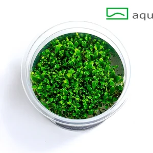 glossostigma elatinoides plante aquarium – Aquarez, votre boutique spécialisée en aquascaping et aquariophilie d'eau douce
