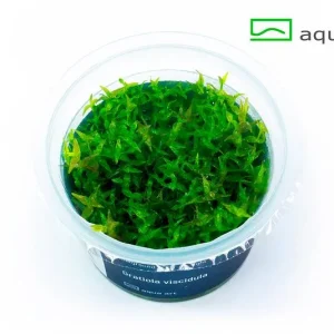 gratiola viscidula – Aquarez, votre boutique spécialisée en aquascaping et aquariophilie d'eau douce