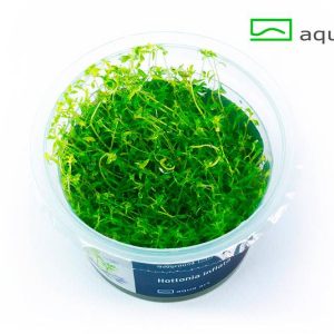hottonia inflata – Aquarez, votre boutique spécialisée en aquascaping et aquariophilie d'eau douce