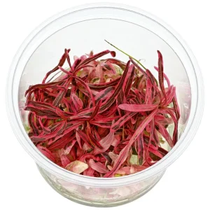 hygrophila lancea chai in vitro plante aquarium – Aquarez, votre boutique spécialisée en aquascaping et aquariophilie d'eau douce