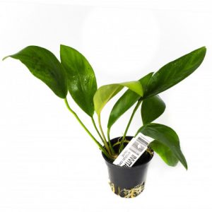 Anubias barteri congensis round, plante rhizome robuste pour aquarium planté plante aquarium – Aquarez, votre boutique spécialisée en aquascaping et aquariophilie d'eau douce