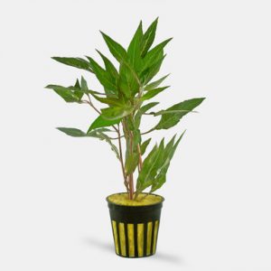 Hygrophila Salicifolia plante aquarium – Aquarez, votre boutique spécialisée en aquascaping et aquariophilie d'eau douce