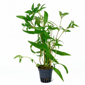 Hygrophila Stricta Tai plante aquarium – Aquarez, votre boutique spécialisée en aquascaping et aquariophilie d'eau douce