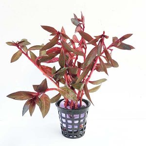 Ludwigia Perennis Glandulosa plante aquarium – Aquarez, votre boutique spécialisée en aquascaping et aquariophilie d'eau douce