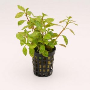 Ludwigia parigata plante aquarium – Aquarez, votre boutique spécialisée en aquascaping et aquariophilie d'eau douce