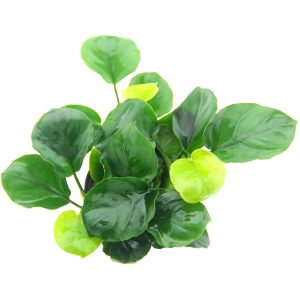 anubia coin leaf – Aquarez, votre boutique spécialisée en aquascaping et aquariophilie d'eau douce