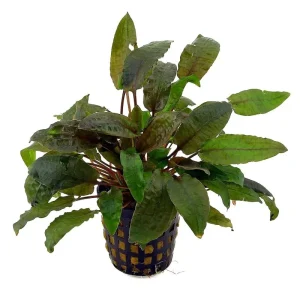 cryptocoryne beckettii, plante aquatique de la famille des Aracées pour aquarium plante aquarium – Aquarez, votre boutique spécialisée en aquascaping et aquariophilie d'eau douce