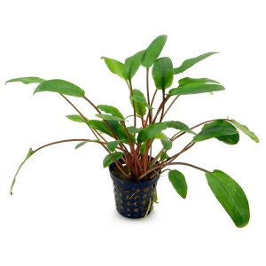 Cryptocoryne beckettii veridifolia, plante aquatique de la famille des Aracées pour aquarium plante aquarium – Aquarez, votre boutique spécialisée en aquascaping et aquariophilie d'eau douce