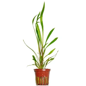 Cryptocoryne spiralis 'Red' est une magnifique plante coloré – Aquarez, votre boutique spécialisée en aquascaping et aquariophilie d'eau douce