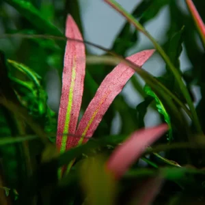 Cryptocoryne spiralis 'Red' est une magnifique plante coloré – Aquarez, votre boutique spécialisée en aquascaping et aquariophilie d'eau douce