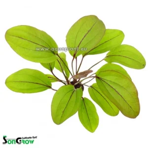 Echinodorus Devils Eye, plante aquatique d'aquarium plante aquarium – Aquarez, votre boutique spécialisée en aquascaping et aquariophilie d'eau douce