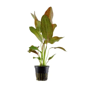 Echinodorus 'Ozelot Red' plante aquatique facile. – Aquarez, votre boutique spécialisée en aquascaping et aquariophilie d'eau douce