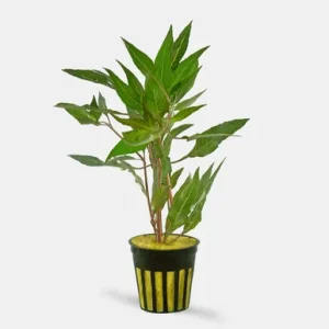 Hygrophila Salicifolia plante aquarium – Aquarez, votre boutique spécialisée en aquascaping et aquariophilie d'eau douce