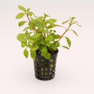 Ludwigia parigata plante aquarium – Aquarez, votre boutique spécialisée en aquascaping et aquariophilie d'eau douce
