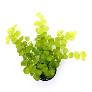 Lysimachia nummularia 'Aurea' plante facile pour aquarium – Aquarez, votre boutique spécialisée en aquascaping et aquariophilie d'eau douce