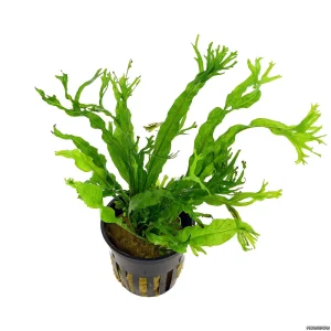microsorum pteropus windelov plante aquarium – Aquarez, votre boutique spécialisée en aquascaping et aquariophilie d'eau douce