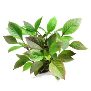 Hygrohpila Corymbosa – Aquarez, votre boutique spécialisée en aquascaping et aquariophilie d'eau douce
