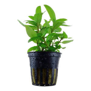 Staurogyne repens est une plante aquatique qui pousse comme un buisson – Aquarez, votre boutique spécialisée en aquascaping et aquariophilie d'eau douce