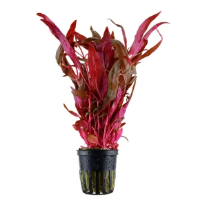 Alternanthera Reineckii 'Pink' est une plante colorée – Aquarez, votre boutique spécialisée en aquascaping et aquariophilie d'eau douce
