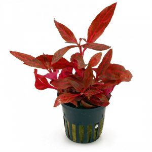 alternanthera reineckii rosanervig plante aquarium – Aquarez, votre boutique spécialisée en aquascaping et aquariophilie d'eau douce
