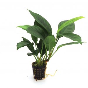anubias heterophylla, plante rhizome robuste pour aquarium planté plante aquarium – Aquarez, votre boutique spécialisée en aquascaping et aquariophilie d'eau douce
