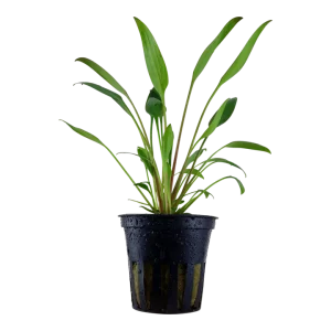 Crptocoryne x willisii est une plante aquatique – Aquarez, votre boutique spécialisée en aquascaping et aquariophilie d'eau douce