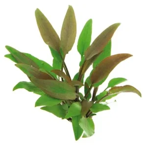 Cryptocoryne Lutea est une plante aquatique de premier plan. – Aquarez, votre boutique spécialisée en aquascaping et aquariophilie d'eau douce