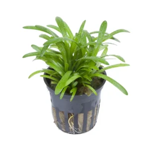 sagittaria subulata plante aquarium – Aquarez, votre boutique spécialisée en aquascaping et aquariophilie d'eau douce