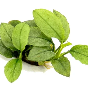 Anubia nana 'Jade' – Aquarez, votre boutique spécialisée en aquascaping et aquariophilie d'eau douce