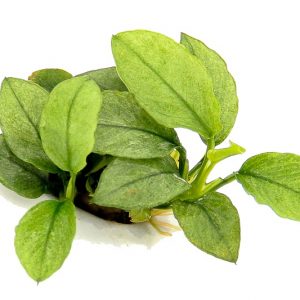 Anubia nana 'Jade' – Aquarez, votre boutique spécialisée en aquascaping et aquariophilie d'eau douce