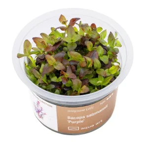 Bacopa Salzmannii ‘Purple’ (Edition limité)
