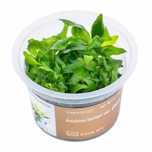 anubia nana glabra – Aquarez, votre boutique spécialisée en aquascaping et aquariophilie d'eau douce