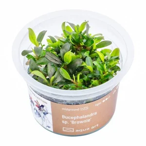 aqua art bucephalandra brownie, plante rhizome irisée pour aquarium planté plante aquarium – Aquarez, votre boutique spécialisée en aquascaping et aquariophilie d'eau douce