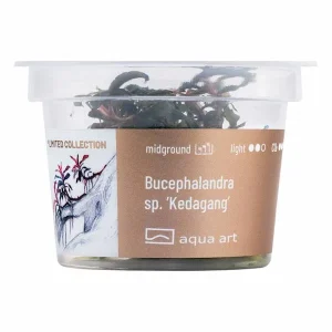 aqua art bucephalandra kedagang, plante rhizome irisée pour aquarium planté plante aquarium – Aquarez, votre boutique spécialisée en aquascaping et aquariophilie d'eau douce