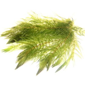ceratophyllum demersum plante aquarium – Aquarez, votre boutique spécialisée en aquascaping et aquariophilie d'eau douce