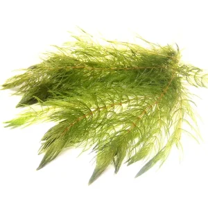 ceratophyllum demersum plante aquarium – Aquarez, votre boutique spécialisée en aquascaping et aquariophilie d'eau douce