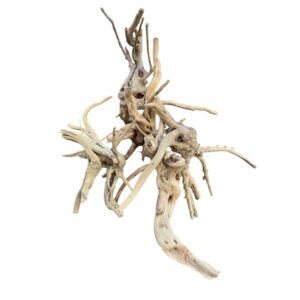 Racine Asia 10-20cm idéal pour décorer un aquarium. – Aquarez, votre boutique spécialisée en aquascaping et aquariophilie d'eau douce