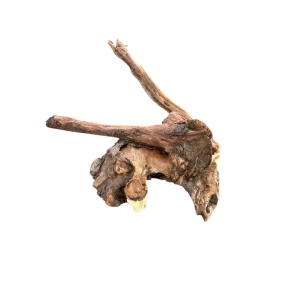 Racine DriftWood 10-20cm idéal pour décorer un aquarium. – Aquarez, votre boutique spécialisée en aquascaping et aquariophilie d'eau douce