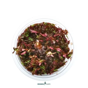 rotala blood red plante aquarium – Aquarez, votre boutique spécialisée en aquascaping et aquariophilie d'eau douce