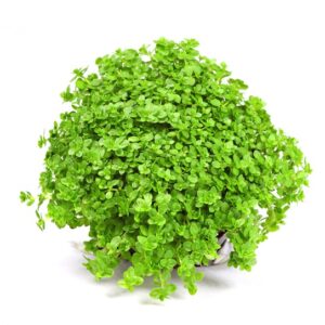 Hemianthus Callitrichoides Cuba plante gazonnante – Aquarez, votre boutique spécialisée en aquascaping et aquariophilie d'eau douce