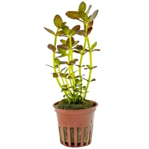Bacopa Salzmannii Purple est une belle plante coloré (violet) pour aquarium. – Aquarez, votre boutique spécialisée en aquascaping et aquariophilie d'eau douce