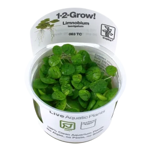 Limnobium laevigatum est une plante de surface facile à maintenir – Aquarez, votre boutique spécialisée en aquascaping et aquariophilie d'eau douce