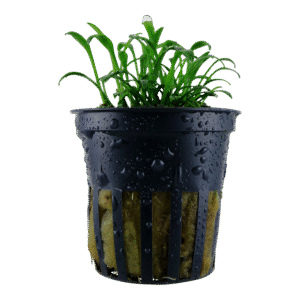 Cryptocoryne parva est la plus petite des cryptocoryne